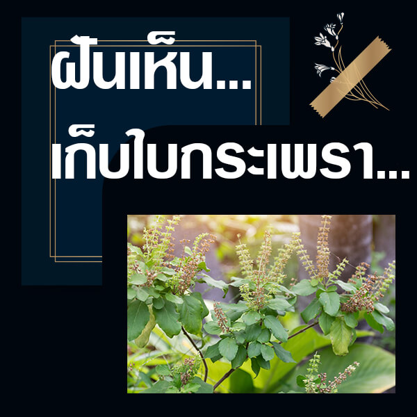 ทำนายฝันเห็นเก็บใบกระเพรา